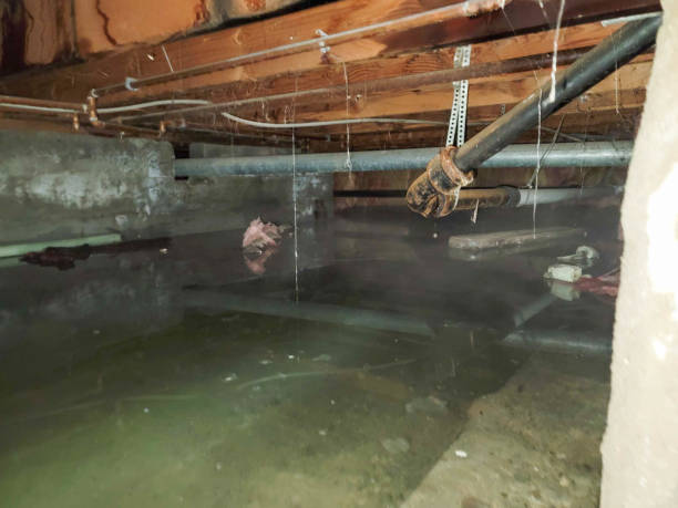 Best Water damage repair service  in East Franklin, NJ