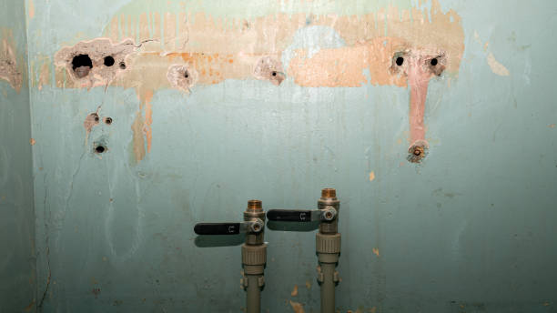 Best Mold removal after water damage  in East Franklin, NJ